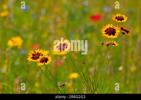 Whorled-leaved tickseed (Coreopsis verticillata) flowering in the garden Grandiflora Stock Photo