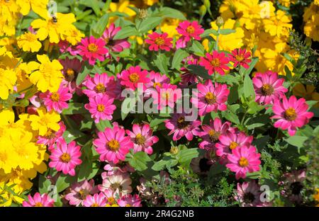 Red zinnias with marigolds in the garden Stock Photo