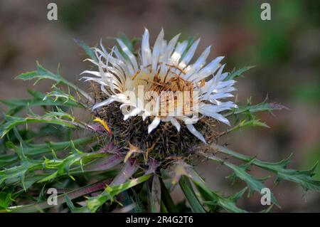 Silver thistle (Carlina acaulis) flowering Stock Photo