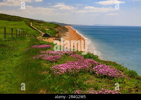 Spring cliff tops at Burton Bradstock on the Jurassic Coast are covered with colourful thrift/sea pink blooms (Armeria maritima), Dorset, England, UK Stock Photo