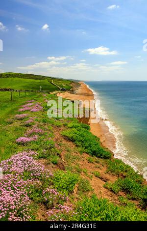 Spring cliff tops at Burton Bradstock on the Jurassic Coast are covered with colourful thrift/sea pink blooms (Armeria maritima), Dorset, England, UK Stock Photo