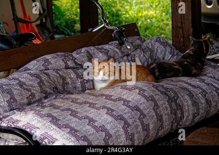 Cats lying on the couch in the summer, in the village Stock Photo