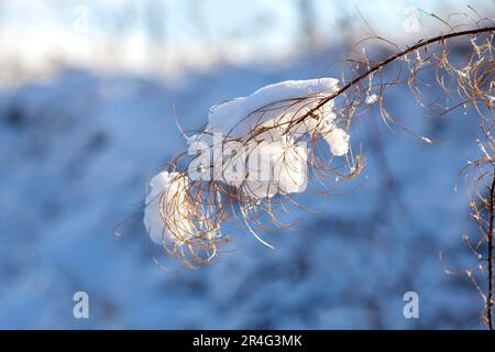 Blooming sally (Epilobium angustifolium), in winter with snow Stock Photo