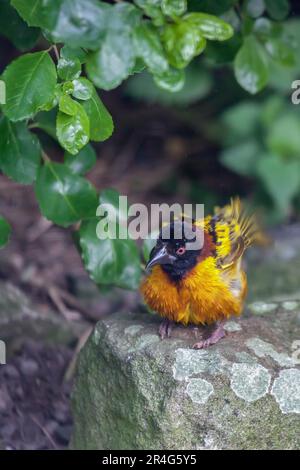 Black-headed Weaver (Ploceus cucullatus) Stock Photo