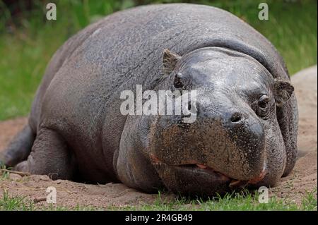 Pygmy hippopotamus (Hexaprotodon liberiensis) Stock Photo