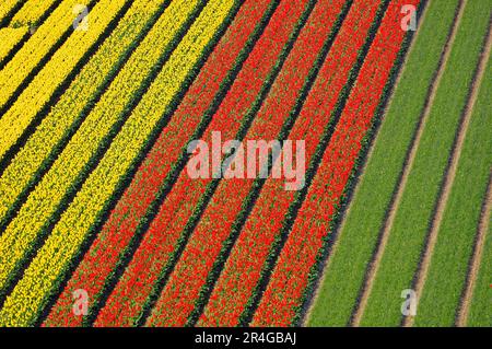 Tulip (Tulipa) fields near Lisse, Netherlands Stock Photo