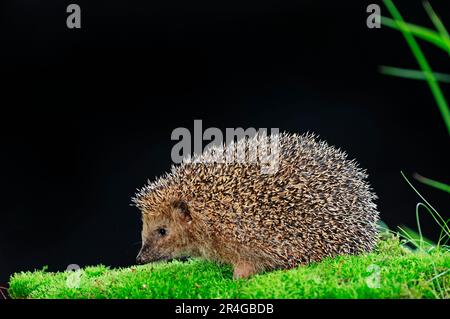 European hedgehog (Erinaceus europaeus), North Rhine-Westphalia, Brown-breasted hedgehog, Western European hedgehog, lateral, Germany Stock Photo