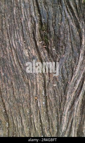 Texture of Dark Brown Rough Tree Trunk for Abstract Background Stock Photo
