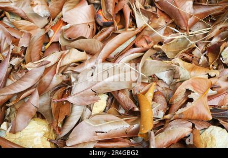 Closeup of dry fallen leaf carpet in the forest Stock Photo