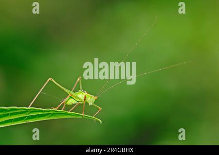Speckled bush-cricket (Leptophyes punctatissima), male, North Rhine-Westphalia, Germany Stock Photo