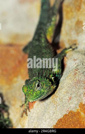 Green Spiny Lizard (Sceloporus malachiticus), female, Emerald Swift Stock Photo