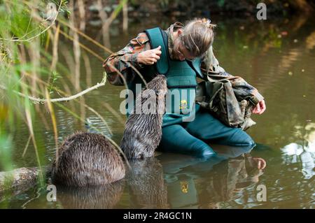 Woman and European beaver (Castor fiber), Rosenheim, Bavaria, Germany Stock Photo