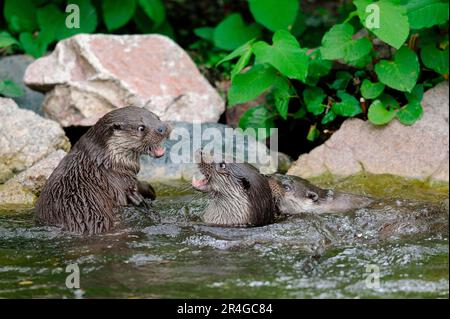 European River Otter (Lutra lutra) Stock Photo