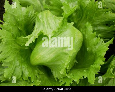 Iceberg green lettuce farm fresh leaves bio curly Lactuca sativa ...