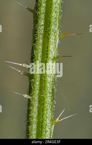 Common Nettle (Urtica dioica), stinging hairs, Belgium Stock Photo