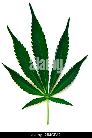 Indian Hemp (Cannabis sativa) (Cannabis indica) Stock Photo