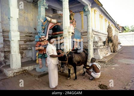 Nataraja Mantap Chariot drawn by horse and elephant in Nageswara Vaishanavite temple in Kumbakonam, Tamil Nadu, India, Asia. A man milking a cow Stock Photo