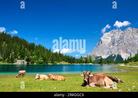 Domestic cattle, cows on alpine meadow, Ehrwalder Alm, Seebensee, Zugspitze, Ausserfern, district of Reutte, Tyrol, cows, cow, Austria Stock Photo