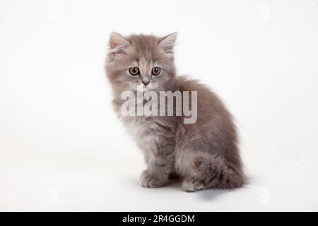British longhair cat, blue-torbie-mackarel, kitten, 10 weeks, Highlander, Lowlander, Britanica, BLH Stock Photo