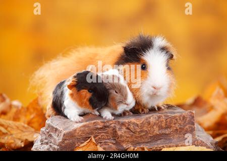 CH Teddy guinea pig, female with kittens, tortie-white and slate-blue-gold-white, Swiss Teddy guinea pig Stock Photo