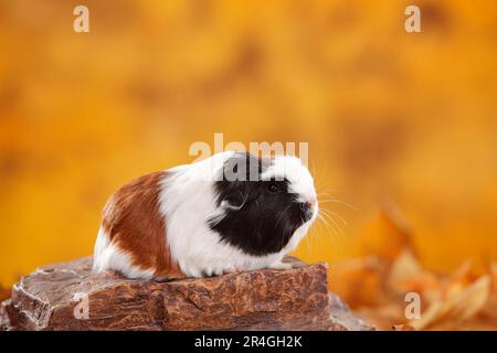 Coronet guinea pig, tortie-white Stock Photo