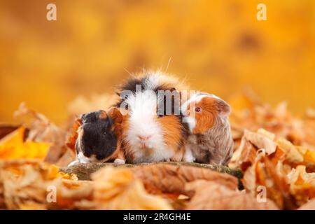 CH Teddy guinea pig, female with kittens, tortie-white and slate-blue-gold-white, Swiss Teddy guinea pig Stock Photo