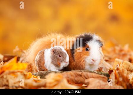 CH Teddy guinea pig, female with kittens, tortie-white and slate-blue-gold-white, Swiss Teddy guinea pig Stock Photo