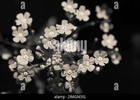 forget-me-knot, in colur and black and white Stock Photo