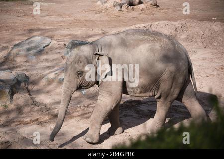 A juvenile Asian Elephant at Chester Zoo Stock Photo