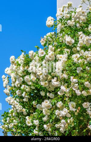 White roses - Tours, Indre-et-Loire (37), France. Stock Photo
