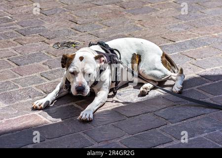 Guard dog lying on pavement - Tours, Indre-et-Loire (37), France. Stock Photo