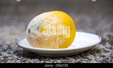 Blue mold on yellow lemon. Spoiled rotting fruit with mold on a small plate, Blue-green mold on citrus fruits. Stock Photo