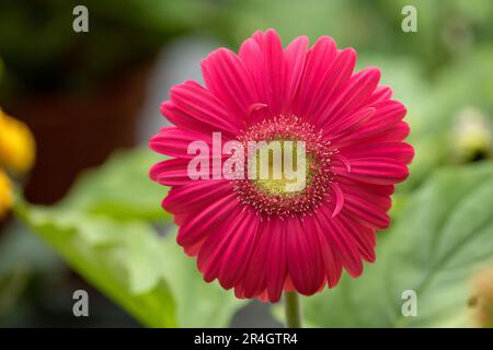 Gerbera daisy Flower with vibrant red petals in the morning light Stock Photo