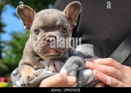 Gray French Bulldog Dog Dressed Up As Big Bad Wolf From Fairytale Little  Red Riding Hood With Furry Full Body Costumes With Fake Arms And Nightcap  Stock Photo - Download Image Now 