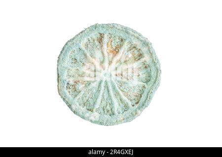 moldy fruit, slice of lemon or citrus fruit spoiled by mold. isolated moldy unspoiled section of lemon or orange fruit on white. bad unhealthy food co Stock Photo