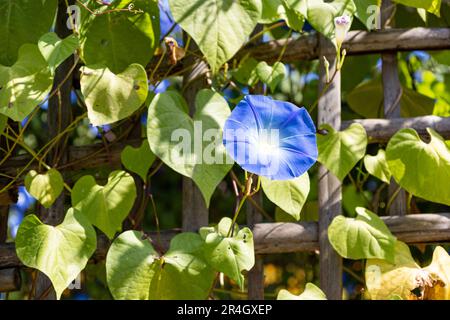Blue petals of Mexican morning glory flowers or Ipomoea tricolor. with blue sky Stock Photo