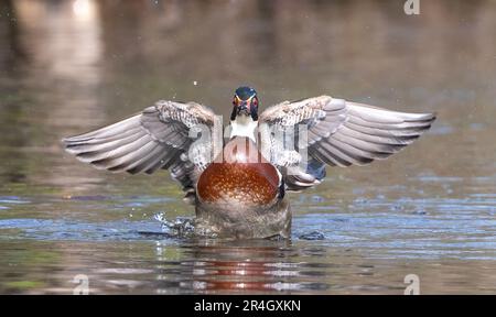 Wood duck male (Aix sponsa) flapping his wings as he swims on a quiet lake in Canada Stock Photo