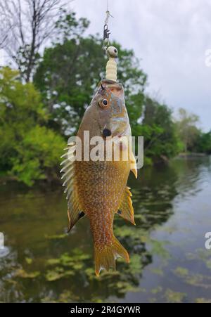 Close up of a bluegill on the hook and fishing line by a lake Stock Photo