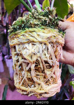Close up of a root bound Anthurium plant aftter being removed from a  nursery pot Stock Photo - Alamy