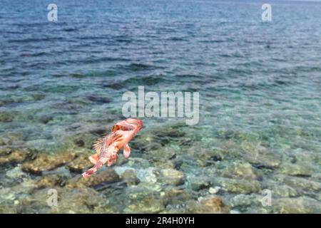 Abstract dreamlike unreal image of red dead fish floating on the surface of clean sea water swimming environment danger asking crying for help Stock Photo