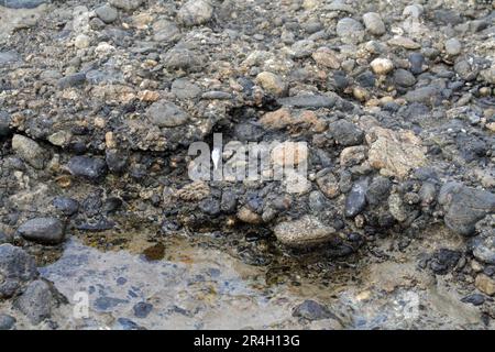 Dead shining bright silver color fish in the sea on the shore textured rocks dried near water environmental danger animal left alone Stock Photo