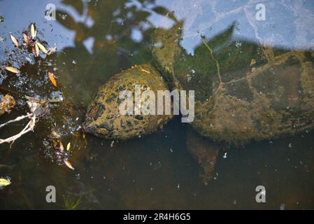 Snapping Turtle in a Pennsylvania stream Stock Photo