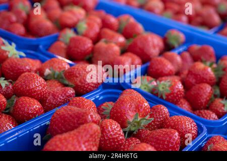 Delicious juicy red strawberries in blue plastic containers in a greengrocer's shop. Focus on the strawberry in front Stock Photo