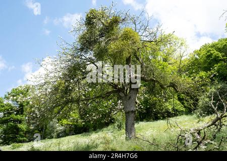 Viscum album or mistletoe growing on a tree. Mistletoe is a hemiparasite on several species of trees, from which it draws water and nutrients Stock Photo