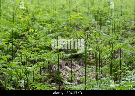 Field full of young fresh green ferns in a forest, growing straight upwards. Focus on the ferns in the foreground. Background image Stock Photo