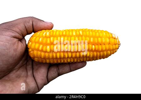 Single ear of corn isolated on white background as package design element. Yellow corn in hand. The scientific name is Zea Mays Stock Photo