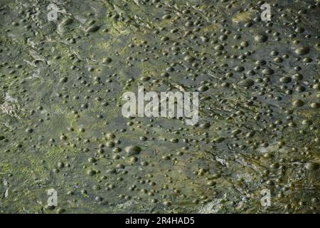close up of mud and sand in low tide sea background and texture Stock Photo