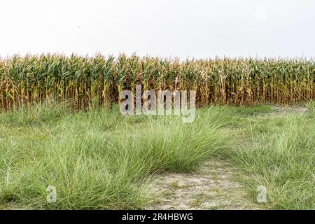 The scientific name is Zea Mays. The corn or maize in the sweet corn field.  Ripe corn cob on tree wait for harvest in corn field agriculture. Husband Stock Photo