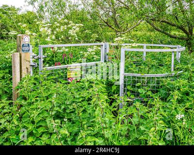 Unusable metal kissing gate stile overgrown with nettles and brambles along a public footpath in Somerset UK Stock Photo