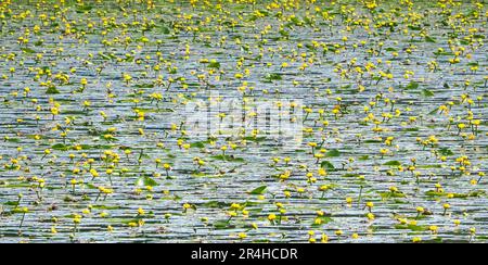 Yellow Water Lily Nuphar lutea covering the surface of a large shallow lake at Shapwick Heath on the Somerset Levels UK Stock Photo